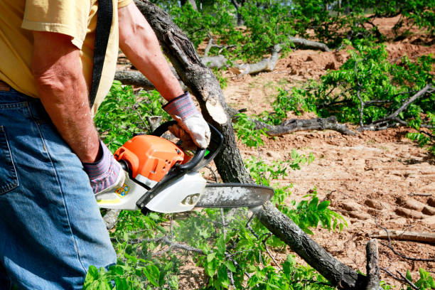 Professional Tree Services in Caledonia, MI